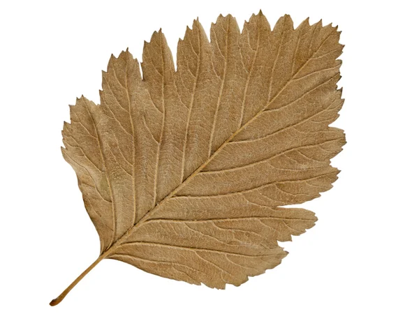 Осенний лист . — стоковое фото