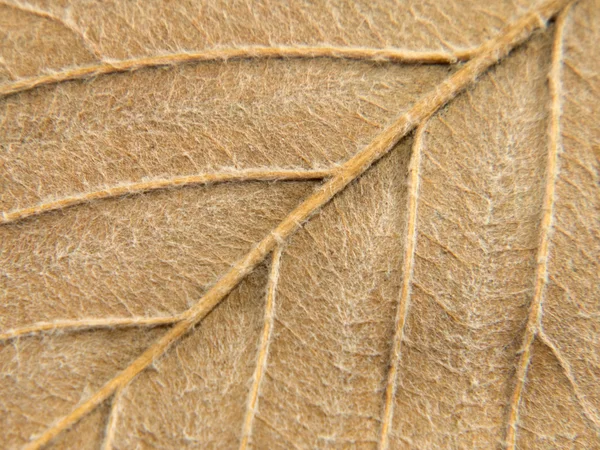 Желтая осенняя текстура листа . — стоковое фото
