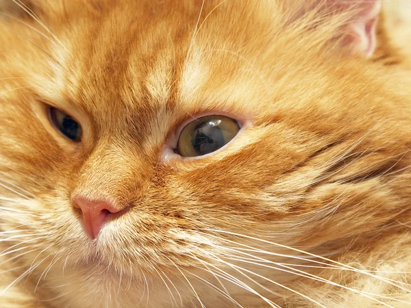 stock image Ginger cat muzzle.