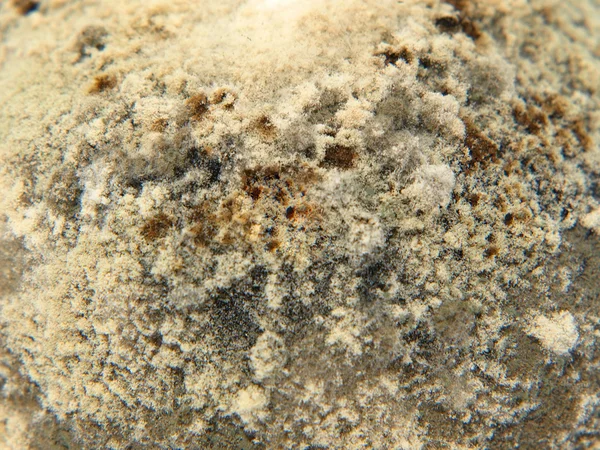 Mold taken closeup. — Stock Photo, Image