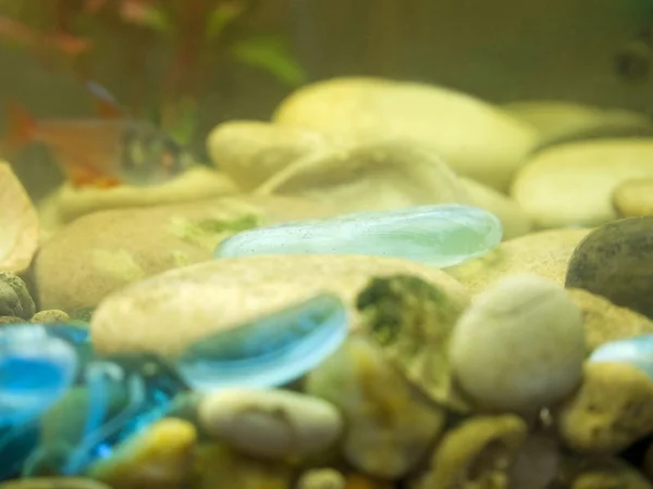 stock image Blue decorative stone in aquarium.Soft focus.