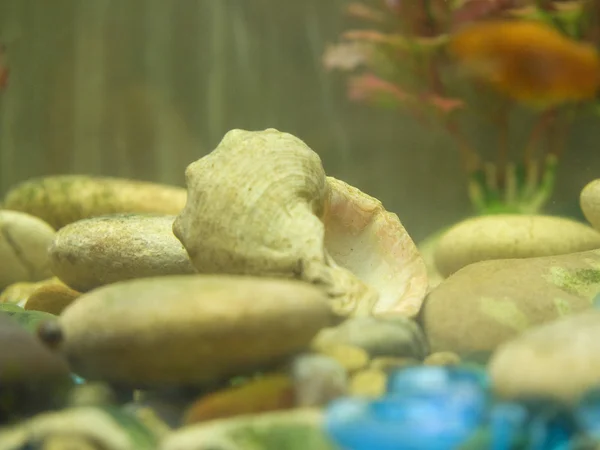 stock image Aquarium life.Soft focus.