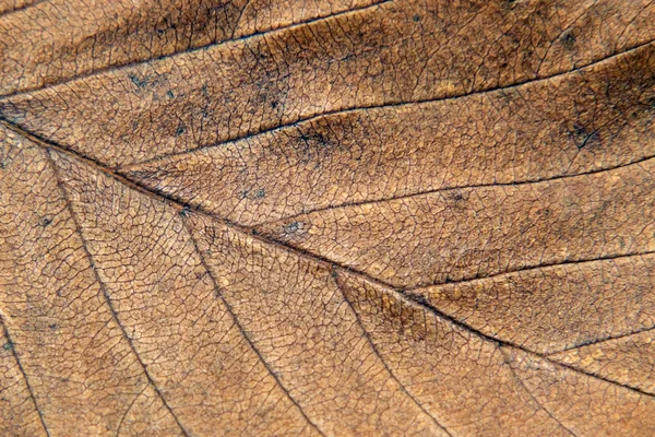 Textura de la hoja de otoño tomada de cerca . — Foto de Stock