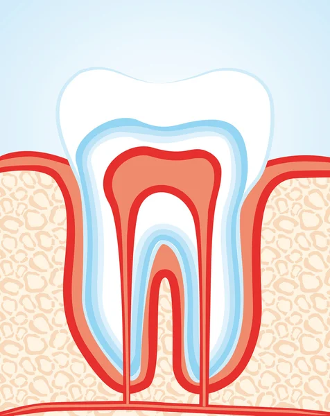 stock vector Digital illustration of tooth in a cut colour vector background.