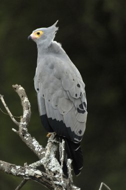 African Harrier-hawk clipart