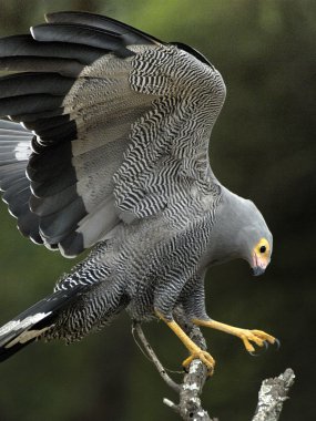 African Harrier-hawk landing in tree clipart