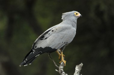 African Harrier-hawk perched in dead tree clipart