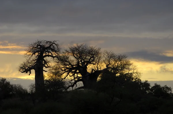 Baobab bomen bij zonsopgang — Stockfoto