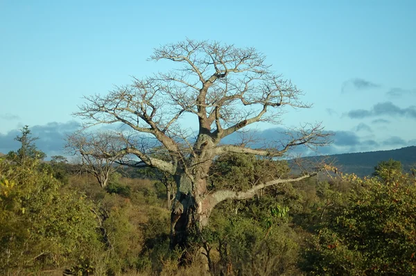 Baobab树 — 图库照片