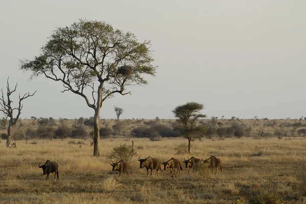 Gnus ziehen durch die endlose afrikanische Savanne — Stockfoto
