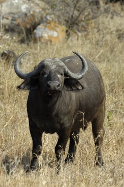 Cape buffalo