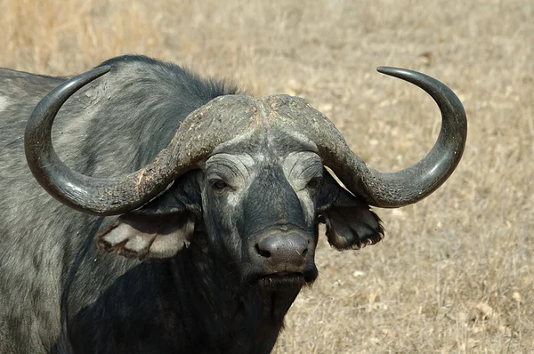 Πορτρέτο του cape buffalo — Φωτογραφία Αρχείου