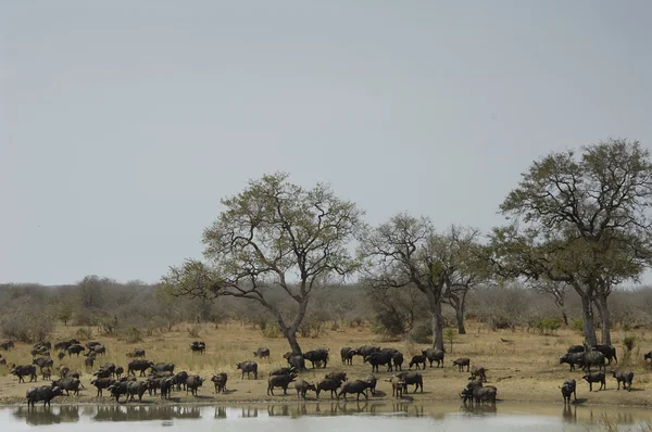 Kaapse buffels herd op waterhole — Stockfoto