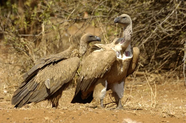 Pair of Cape vultures — Stock Photo, Image