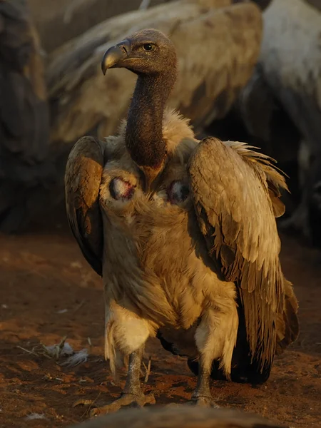 Cape vulture — Stock Photo, Image
