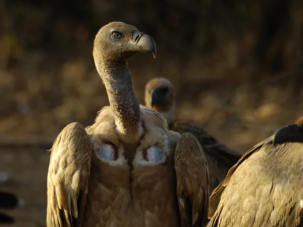 Retrato do abutre do Cabo Imagens De Bancos De Imagens Sem Royalties