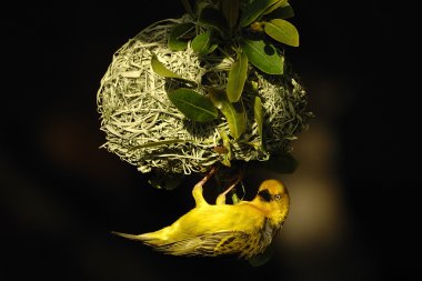 Cape weaver at its nest clipart