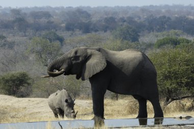 Elephant and white rhino at waterhole clipart