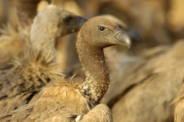 Cape vulture portret — Stockfoto