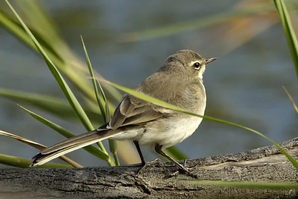 Cape wagtail — Stock Photo, Image