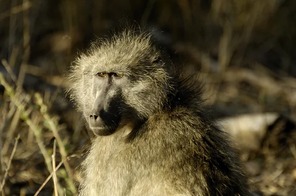 Retrato de um babuíno Chacma — Fotografia de Stock