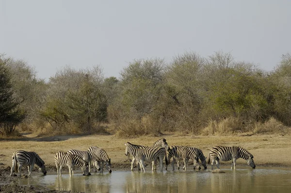Ivás zebrák — Stock Fotó