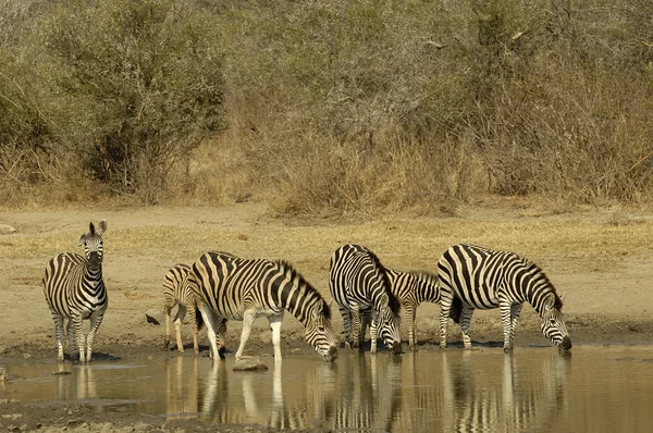Пьющие зебры — стоковое фото