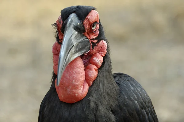 지상 hornbill — 스톡 사진