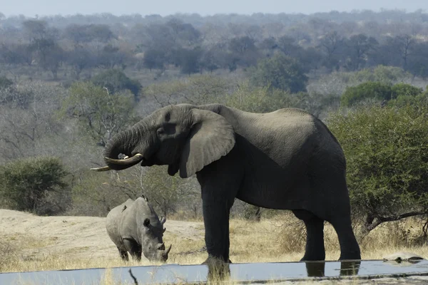 Elefant och vit noshörning på vattenhål Royaltyfria Stockbilder