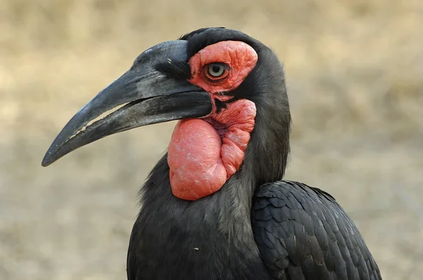 Portrait of a Ground Hornbill — Stock Photo, Image