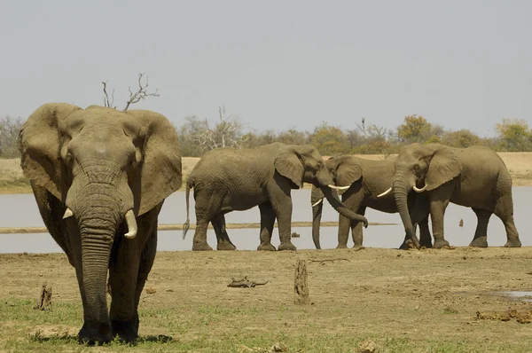象の小さな群れ — ストック写真
