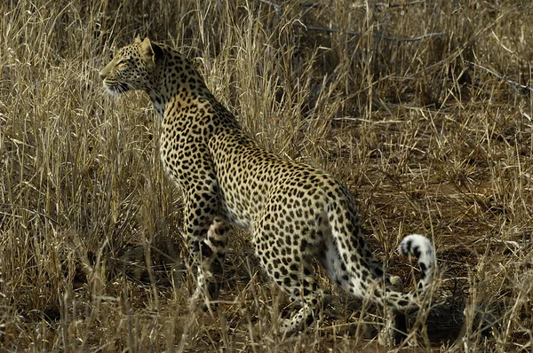 Leopard på jakt — Stockfoto