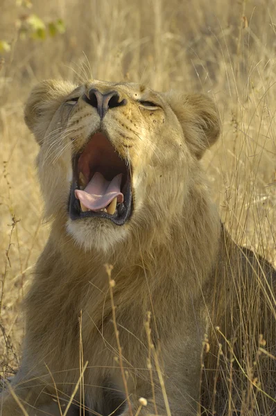 Lion yawning — Stock Photo, Image