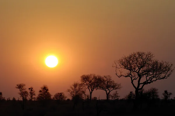 Африканський захід сонця Стокове Зображення