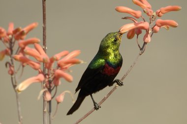 Marico sunbird