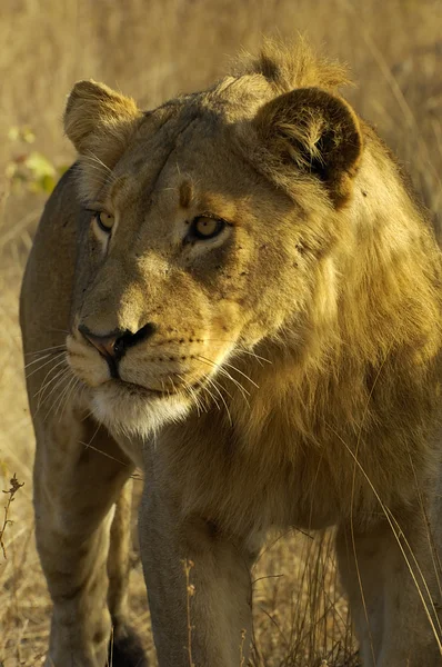 Περίεργος λιοντάρι — Φωτογραφία Αρχείου