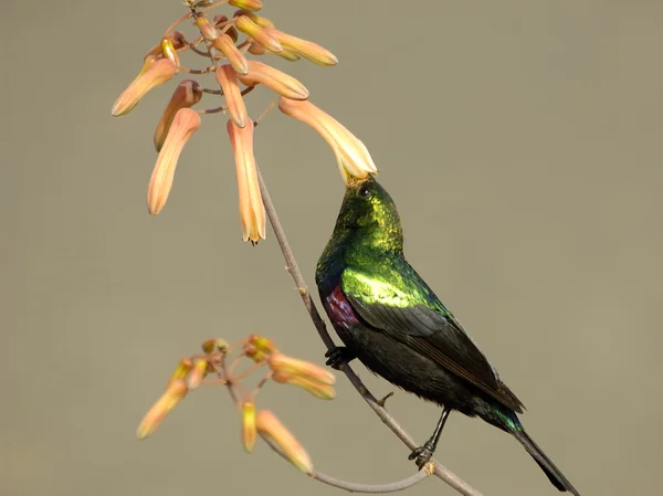 Marico sunbird — Zdjęcie stockowe