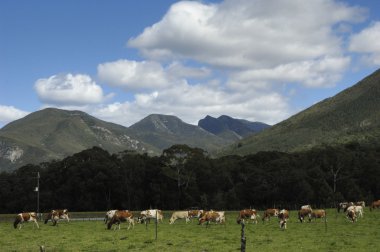 hoekwil, Güney Afrika yakınlarında otlayan inekler