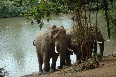 Elephants at Levubu River clipart