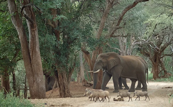 Pafuri elefantes e warthogs — Fotografia de Stock