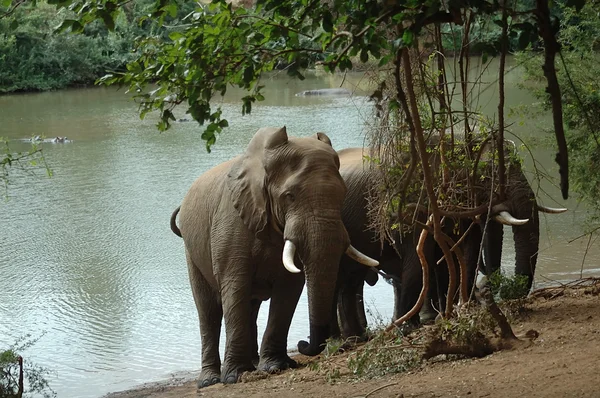 Olifanten op de levubu rivier Stockafbeelding