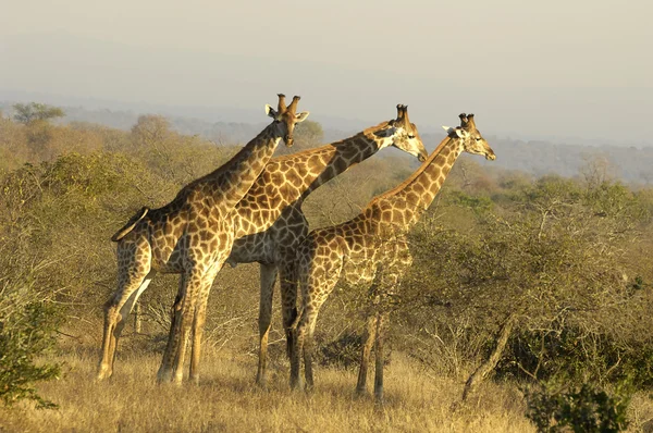 Giraffa meridionale — Foto Stock