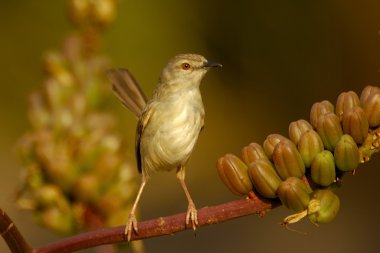 prinia Tawney-flanqueado