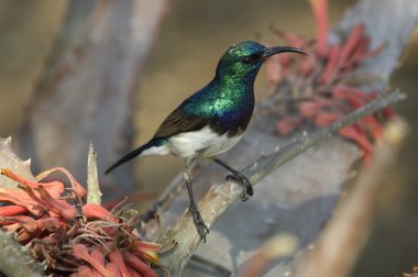 AK karınlı sunbird