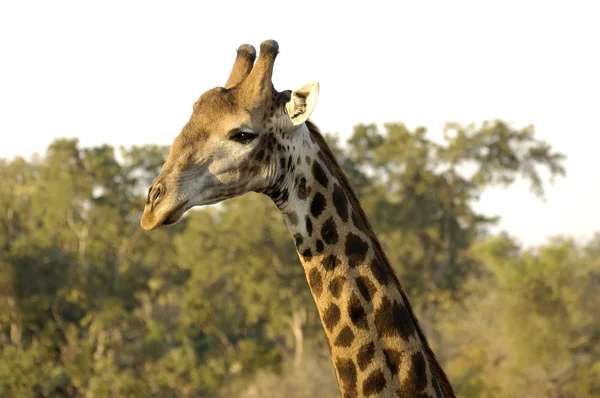 Southern Giraffe — Stock Photo, Image