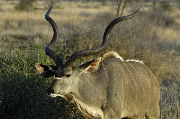 남부 큰 kudu — 스톡 사진