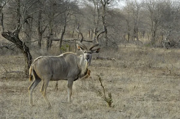 Grande Kudu do Sul — Fotografia de Stock