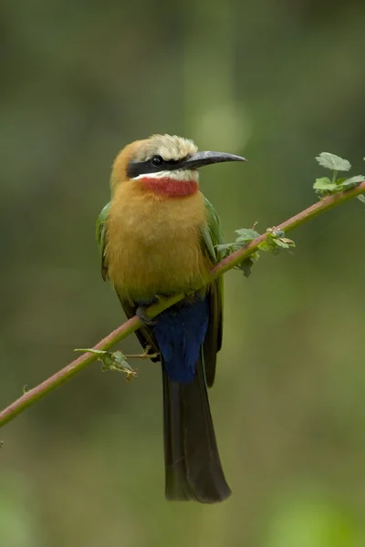 White-fronted bee-eater — Stock Photo, Image