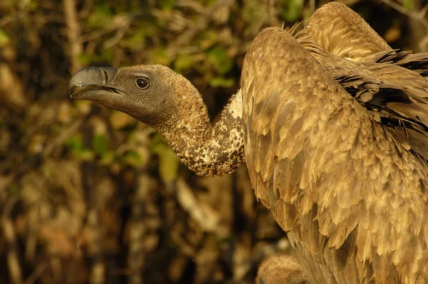 White-backed vulture Stock Photo