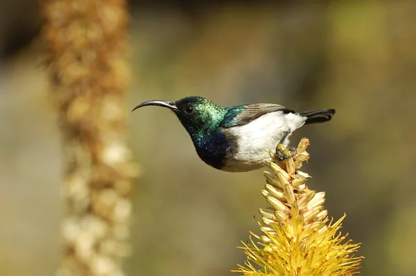 White-bellied Sunbird Stock Picture
